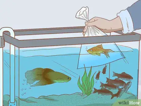 Image intitulée Add Fish to a New Tank Step 17