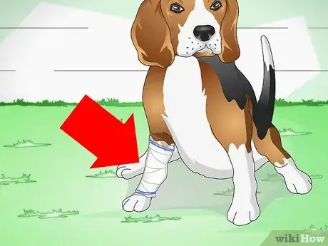 Image intitulée Care for a Dog With Stitches Step 4