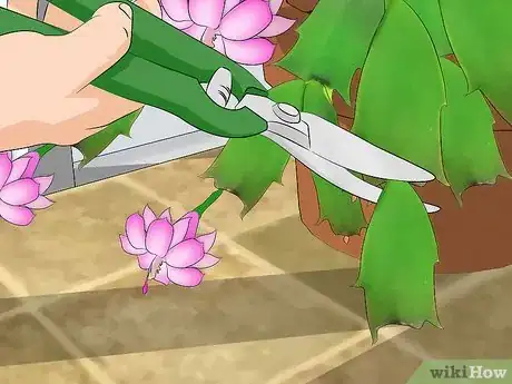 Image intitulée Care for a Christmas Cactus Step 12
