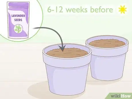 Image intitulée Grow Lavender from Seed Step 1