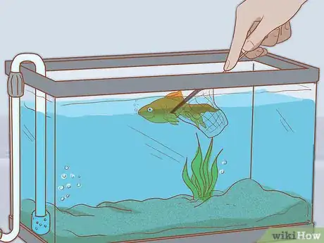 Image intitulée Add Fish to a New Tank Step 11