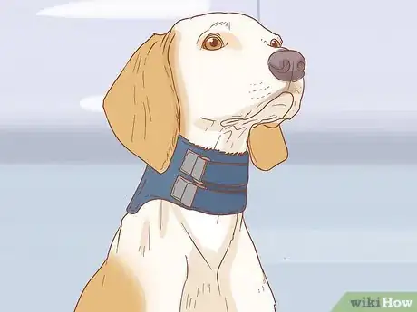 Image intitulée Keep a Dog from Licking a Wound Step 5