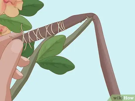 Image intitulée Plant Desert Rose Seeds Step 2