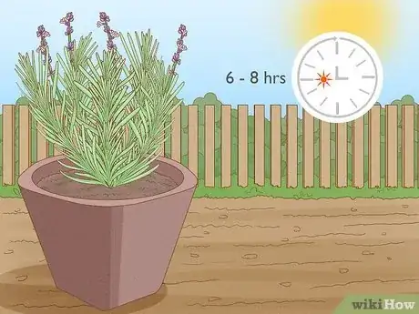 Image intitulée Plant Lavender in Pots Step 11