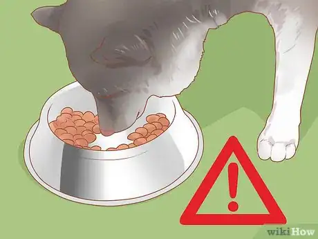 Image intitulée Encourage Dogs to Mate Naturally Step 8