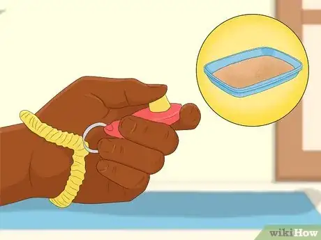 Image intitulée Potty Train a Chihuahua Step 6