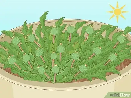 Image intitulée Plant Poppy Seeds Step 10