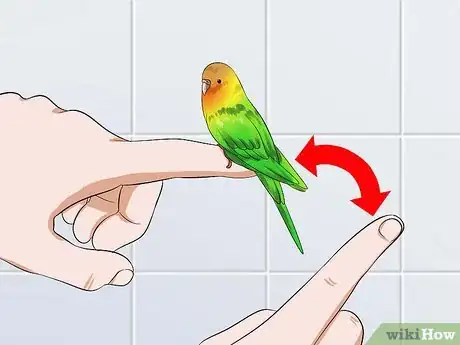 Image intitulée Tame Your Budgies Step 13