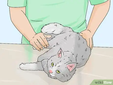 Image intitulée Identify a Siberian Cat Step 5