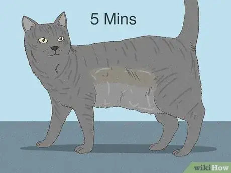 Image intitulée Get Mousetrap Glue Off a Cat Step 4