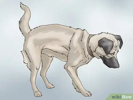 Image intitulée Recognize Signs of Hip Dysplasia in Dogs Step 1