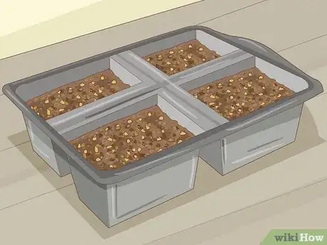 Image intitulée Plant Desert Rose Seeds Step 7