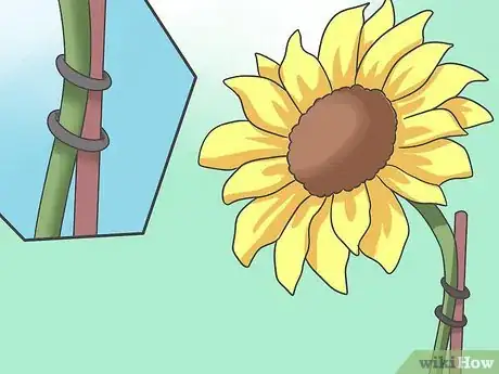 Image intitulée Plant Sunflower Seeds Step 15