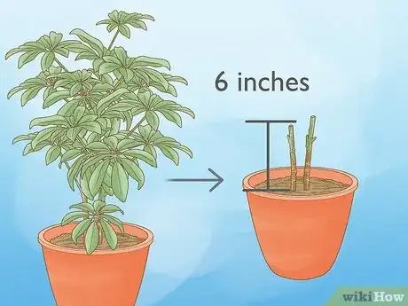 Image intitulée Prune a Schefflera Plant Step 7