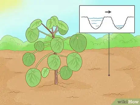Image intitulée Take Care of a Chinese Money Plant Step 10