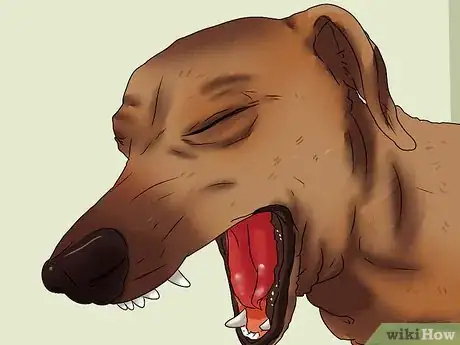 Image intitulée Treat Kennel Cough Step 3