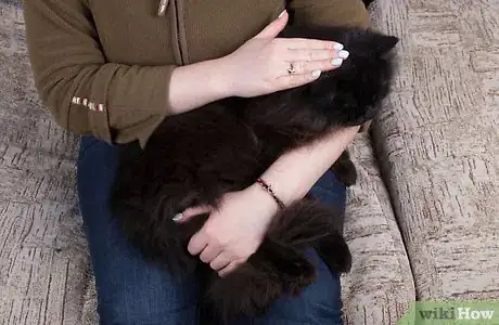 Image intitulée Give Your Cat a Massage Step 7