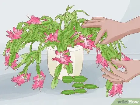Image intitulée Propagate Christmas Cactus Step 3