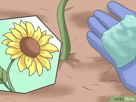 Image intitulée Plant Sunflower Seeds Step 14