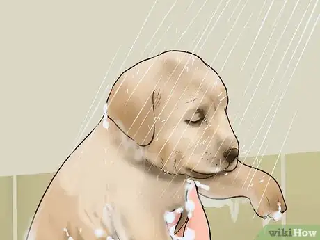 Image intitulée Use Apple Cider Vinegar for Dogs Step 12