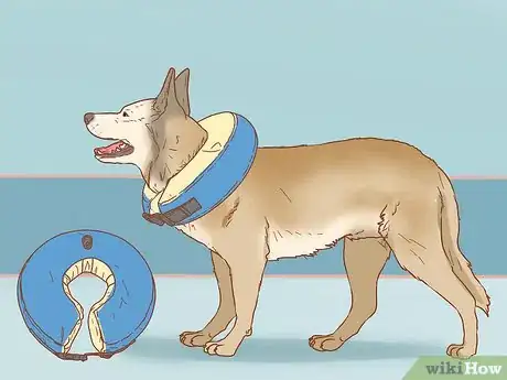 Image intitulée Keep a Dog from Licking a Wound Step 3