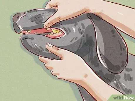 Image intitulée Tell if Your Dog Has Fleas Step 6