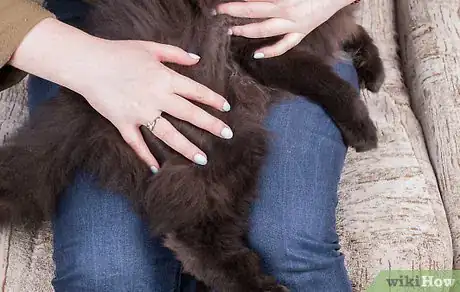 Image intitulée Give Your Cat a Massage Step 6