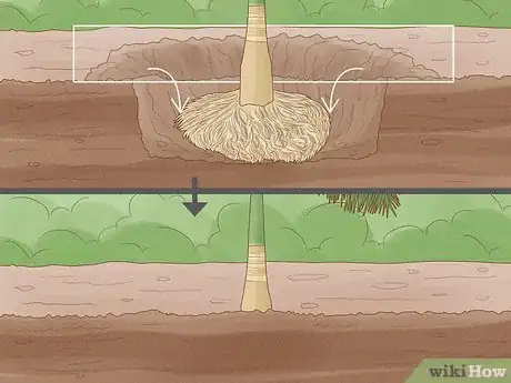 Image intitulée Plant a Palm Tree Step 10