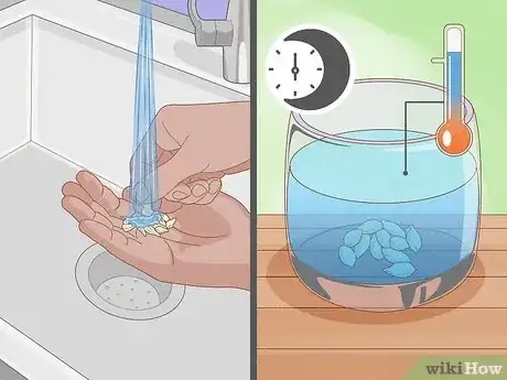Image intitulée Plant a Lemon Seed Step 6