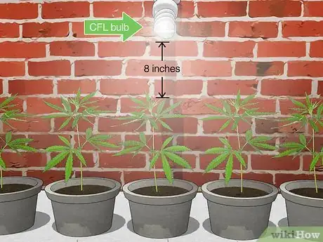 Image intitulée Plant Clones Step 9