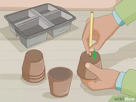 Image intitulée Plant Desert Rose Seeds Step 6