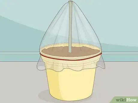 Image intitulée Clone Plants Step 9