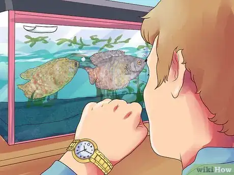 Image intitulée Breed Gouramis Step 13