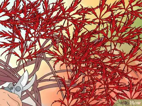 Image intitulée Prune Japanese Maple Trees Step 15