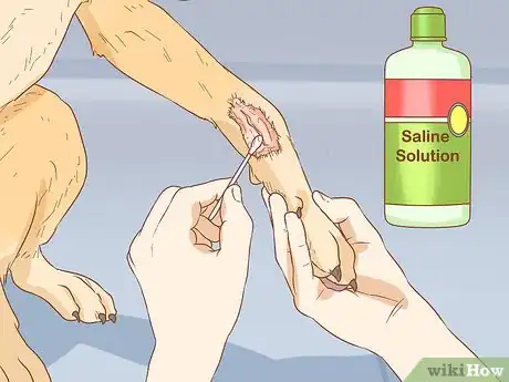Image intitulée Keep a Dog from Licking a Wound Step 6