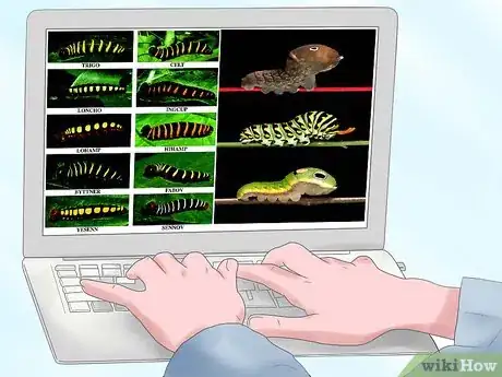 Image intitulée Care for a Caterpillar Step 3