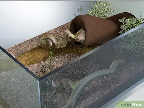 Image intitulée Care for Snails Step 3Bullet3