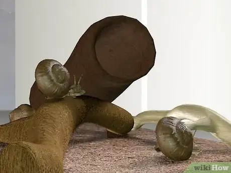 Image intitulée Care for Snails Step 3Bullet2