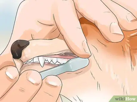 Image intitulée Care for Your Chihuahua Step 11