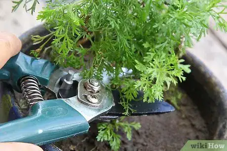 Image intitulée Dry Dill Step 11