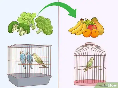 Image intitulée Treat Diarrhea in Parakeets Step 10
