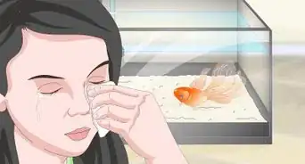 savoir si son poisson rouge est en train de mourir