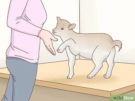 Image intitulée Care for Baby Goats Step 12