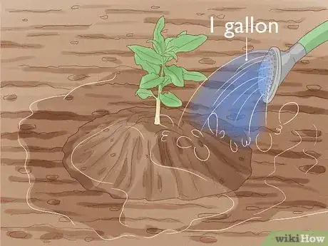Image intitulée Grow Almonds Step 6