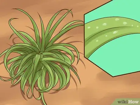 Image intitulée Care for Air Plants Step 1