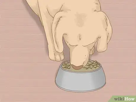 Image intitulée Care for a Dog After Spaying Step 7