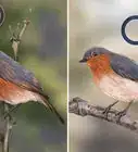 faire la différence entre un rougegorge mâle et femelle