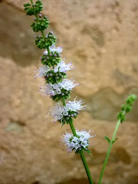 Image intitulée MENTHA_SPICATA_infloresence.jpeg