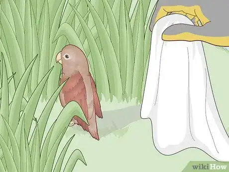 Image intitulée Trap a Backyard Bird Step 25