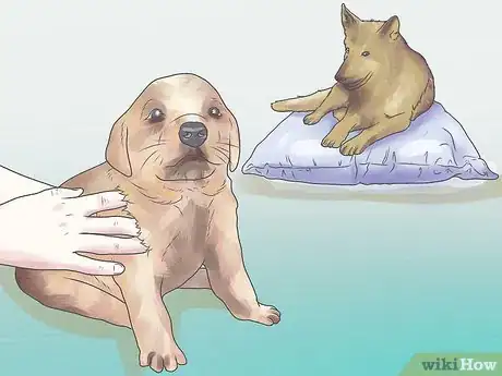 Image intitulée Get Rid of Fleas on a Puppy Too Young for Normal Medication Step 5